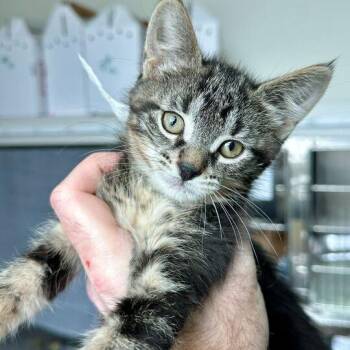 Domestic Short Hair Cats Available for Adoption - Sienna | PetCurious