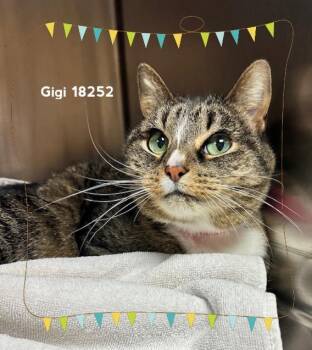 Domestic Short Hair Cats Available for Adoption in Marietta, Georgia - GIGI | PetCurious