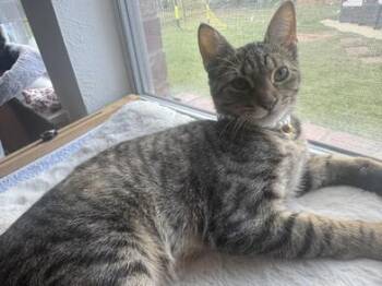 Rescue Tabby and Domestic Short Hair Cats for Adoption in Liverpool, Texas - June Bug | PetCurious