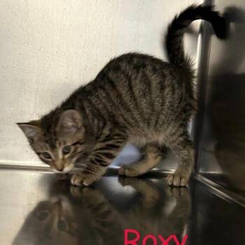 Roxy -  Domestic Short Hair Cat for Adoption in Burlington, Iowa - Roxy | PetCurious