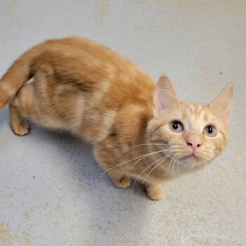 Rescue Domestic Short Hair Cats for Adoption in Ruckersville, Virginia - Shrimp Fried Rice | PetCurious