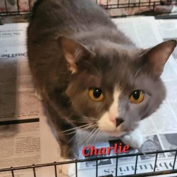 Rescue Domestic Short Hair Cats for Adoption in Washington, District Of Columbia - Charlie | PetCurious