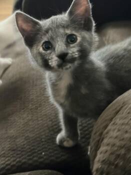 Delilah -  Domestic Short Hair Cat Available for Adoption in Lancaster, California - Delilah | PetCurious