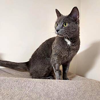 Jessie -  Domestic Short Hair Cat for Adoption in Falls Creek, Pennsylvania - Jessie | PetCurious