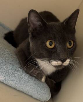 Rescue Domestic Short Hair Cats for Adoption in Atlanta, Georgia - Pretty Girl | PetCurious