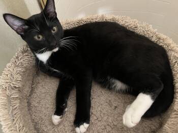Rescue Tuxedo Cats for Adoption in Prescott, Arizona - Thumper | PetCurious