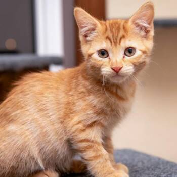 Domestic Short Hair Cats Available for Adoption in Des Moines, Iowa - Tinky | PetCurious