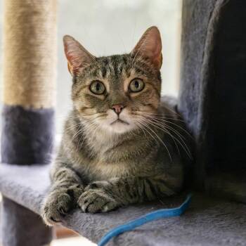 Keke Palmer -  Domestic Short Hair Cat for Adoption in Lone Rock, Wisconsin - Keke Palmer | PetCurious