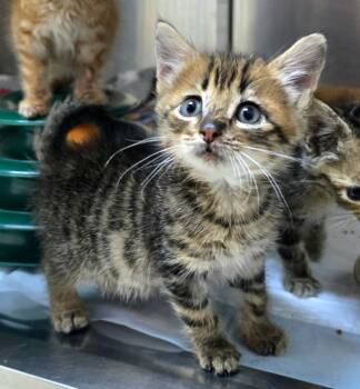 Colby-Black/Grey Tabby -  Domestic Short Hair Cat for Adoption in Pratt, Kansas - Colby-Black/Grey Tabby | PetCurious