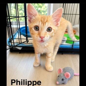 Philippe -  Tabby Cat for Adoption in Gilbert, Arizona - Philippe | PetCurious