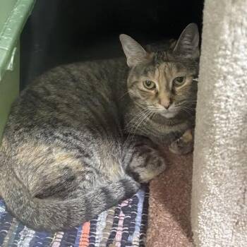 American Shorthair Cats Available for Adoption in Blue Earth, Minnesota - Lola | PetCurious