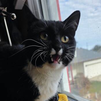 Rescue Domestic Short Hair Cats for Adoption in Rochester, Minnesota - Found NE Rochester | PetCurious