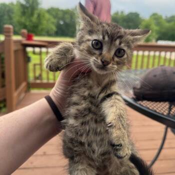 Shawn -  Domestic Short Hair Cat for Adoption in Pekin, Illinois - Shawn | PetCurious