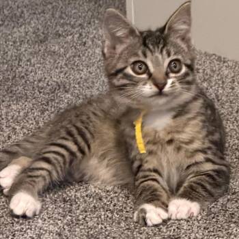 Memoir -  Domestic Short Hair Cat for Adoption in Spokane, Washington - Memoir | PetCurious