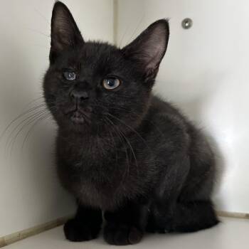 Rescue Domestic Short Hair Cats for Adoption in La Grange Park, Illinois - Winslow 2 Of 4 | PetCurious