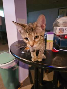 Nick -  Domestic Short Hair Cat for Adoption in Oberlin, Ohio - Nick | PetCurious