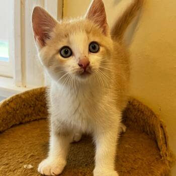 Milo -  Domestic Short Hair Cat for Adoption in Glenfield, New York - Milo | PetCurious