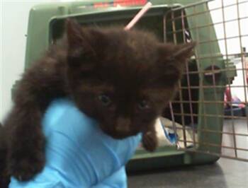 Domestic Short Hair Cats Available for Adoption in Charlotte, North Carolina - A1262556 | PetCurious