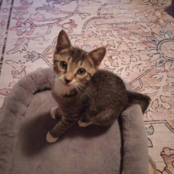 Chriscross -  Domestic Short Hair Cat for Adoption in Roswell, Georgia - Chriscross | PetCurious