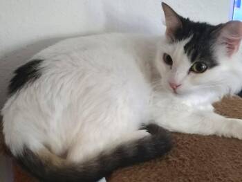 Milkshake (bonded with Sundae) -  Domestic Long Hair Cat for Adoption in Oakland, California - Milkshake (bonded With Sundae) | PetCurious