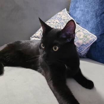 Herne- -  Domestic Short Hair Cat for Adoption in Richmond, Virginia - Herne- | PetCurious