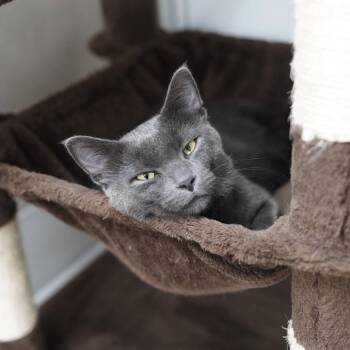 Floyd -  Domestic Short Hair Cat for Adoption in Naperville, Illinois - Floyd | PetCurious