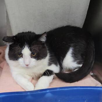 Major Melon -  Domestic Short Hair Cat for Adoption in Plover, Wisconsin - Major Melon | PetCurious