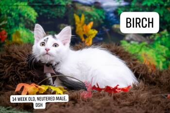 Birch -  Domestic Long Hair Cat for Adoption in Sevierville, Tennessee - Birch | PetCurious