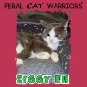 Rescue Domestic Short Hair Cats for Adoption in Kingman, Arizona - Ziggy EH | PetCurious