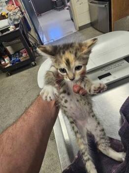 Lily -  Domestic Short Hair Cat for Adoption in Gainesville, Florida - Lily | PetCurious