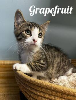 Rescue Domestic Short Hair Cats for Adoption in Manistee, Michigan - Grapefruit | PetCurious