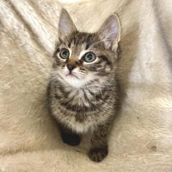 Same Old Fool -  Domestic Short Hair Cat for Adoption in Fredericksburg, Virginia - Same Old Fool | PetCurious