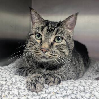 Domestic Short Hair Cats Available for Adoption in Springfield, Illinois - Pancake | PetCurious