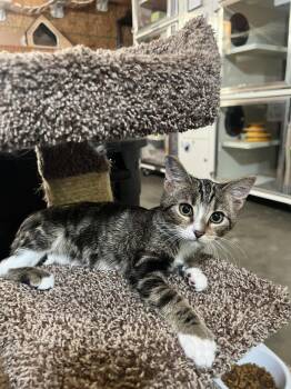 Little Timmy -  Domestic Short Hair Cat for Adoption in Hammond, Louisiana - Little Timmy | PetCurious
