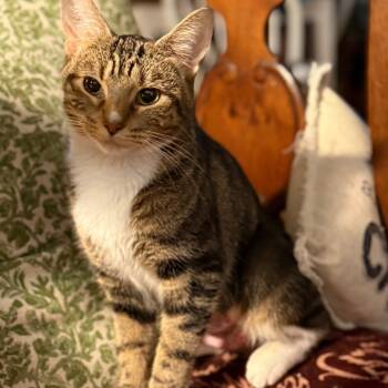 Rescue Domestic Short Hair Cats for Adoption in Bloomington, Illinois - Penny Lane | PetCurious