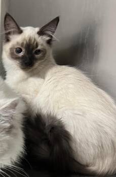 Road Queen -  Ragdoll Cat for Adoption in Sioux City, Iowa - Road Queen | PetCurious