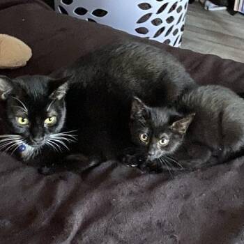 Celeste and Luna -  Domestic Short Hair Cat for Adoption in Seven Valleys, Pennsylvania - Celeste And Luna | PetCurious