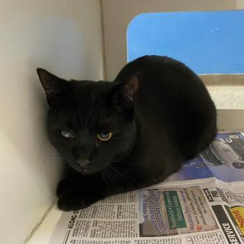 Xander -  Domestic Medium Hair Cat for Adoption in Cheyenne, Wyoming - Xander | PetCurious