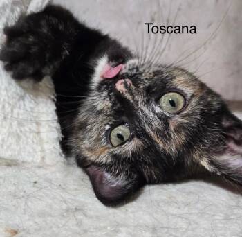 Rescue Domestic Short Hair Cats for Adoption in Tuttle, Oklahoma - Toscana | PetCurious