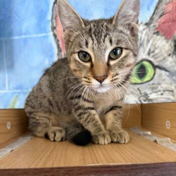 Sushi -  Domestic Short Hair Cat for Adoption in Laredo, Texas - Sushi | PetCurious
