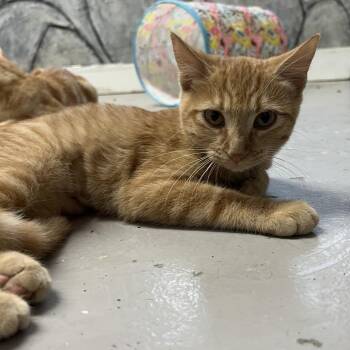 Estela -  Domestic Short Hair Cat for Adoption in Laredo, Texas - Estela | PetCurious
