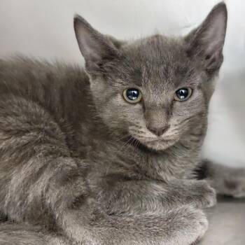 Domestic Short Hair Cats Available for Adoption in Sarasota, Florida - Wafflesworth | PetCurious