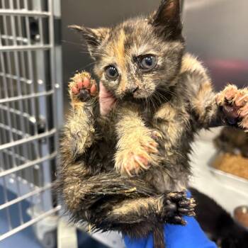 Spaceship Earth -  Domestic Short Hair Cat for Adoption in Greensboro, North Carolina - Spaceship Earth | PetCurious