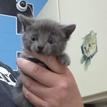 Sammie -  Domestic Short Hair Cat for Adoption in Ardmore, Oklahoma - Sammie | PetCurious