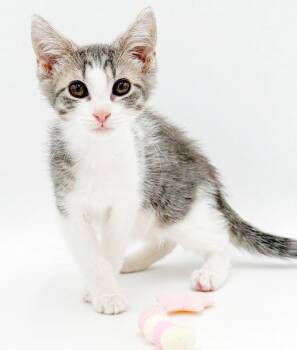 Demi is our handsome darling doll boy -  Turkish Van and Ragdoll Cat for Adoption in Bedford Hills, New York - Demi Is Our Handsome Darling Doll Boy | PetCurious