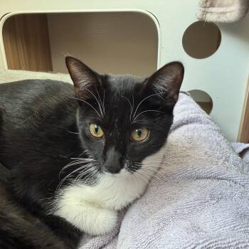 peppa -  Domestic Short Hair Cat for Adoption in North Myrtle Beach, South Carolina - Peppa | PetCurious