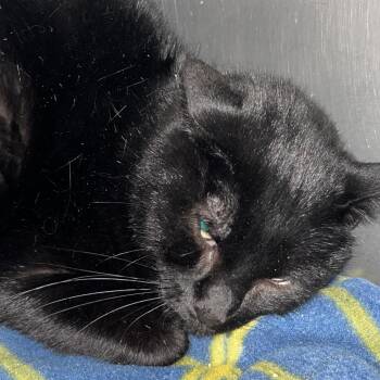 Pippin -  Domestic Short Hair Cat for Adoption in Troy, Virginia - Pippin | PetCurious