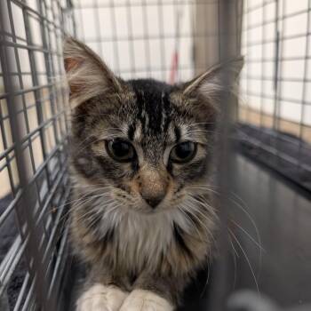 Domestic Short Hair and Domestic Medium Hair Cats Available for Adoption in League City, Texas - Missy Moo | PetCurious