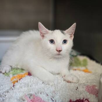 Rescue Domestic Short Hair Cats for Adoption in Hinesville, Georgia - Winter | PetCurious