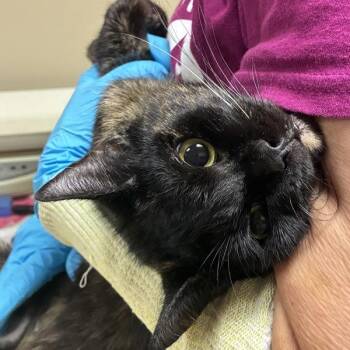 Barbara -  Domestic Short Hair Cat for Adoption in Troutdale, Oregon - Barbara | PetCurious